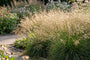 Rasenschmiele (Höhe 100 cm, einheimisches Ziergras) - Deschampsia caespitosa