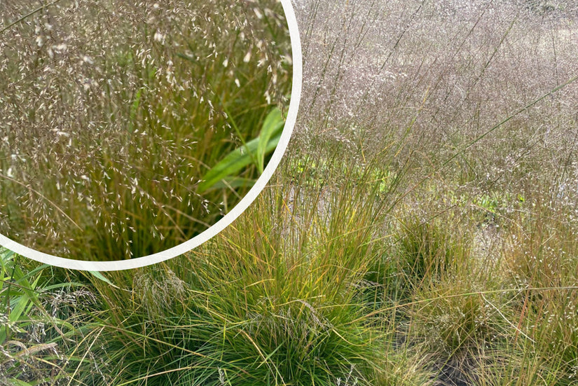 Roher Geruch - Deschampsia cespitosa 'Goldtau'