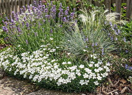 Dianthus deltoides 'Albiflorus' prominent in border met lavendel, vedergras stipa en rozemarijn planten