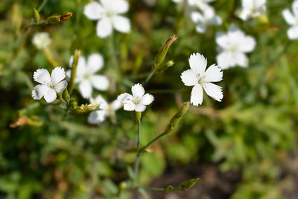 Steinnelke - Dianthus deltoides 'Albiflorus'