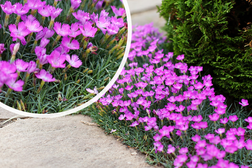 Steinnelke - Dianthus deltoides 'Rosea'