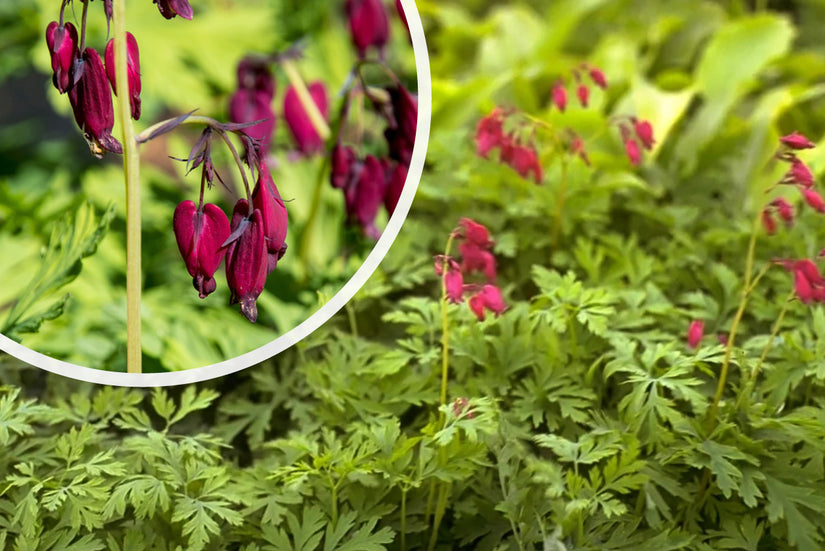 Gebrochenes Herz - Dicentra formosa 'Bacchanal'