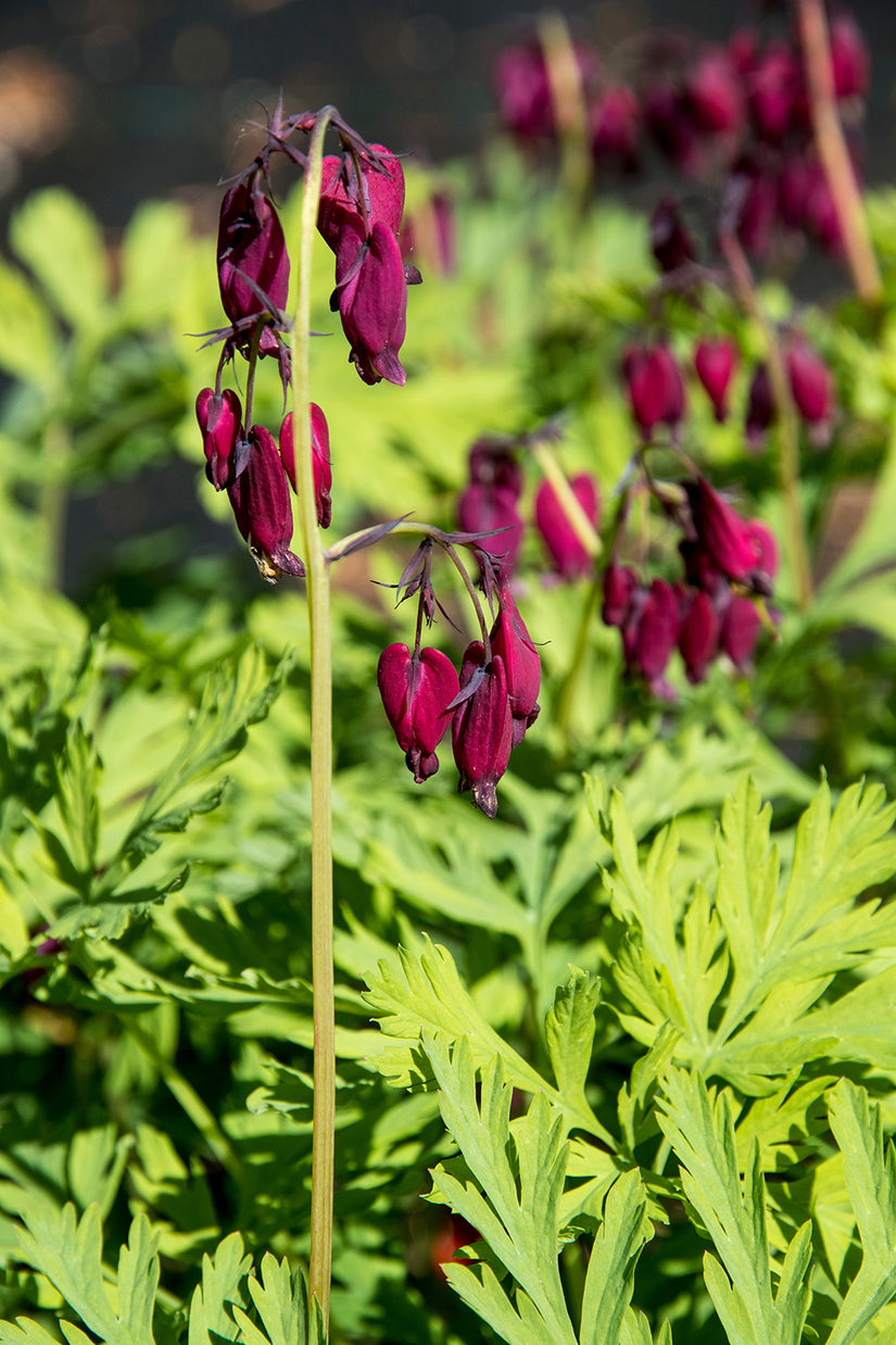 Gebrochenes Herz - Dicentra formosa 'Bacchanal'