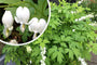 Gebrochenes Herz - Dicentra spectabilis 'Alba'