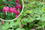 Gebrochenes Herz - Dicentra spectabilis