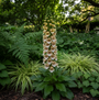 Wolliger Fingerhut - Digitalis lanata