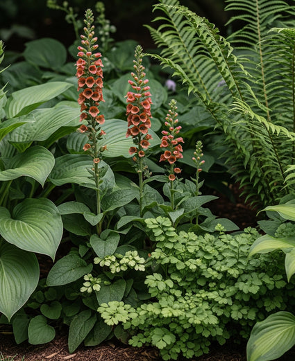 Fingerhut - Digitalis parviflora
