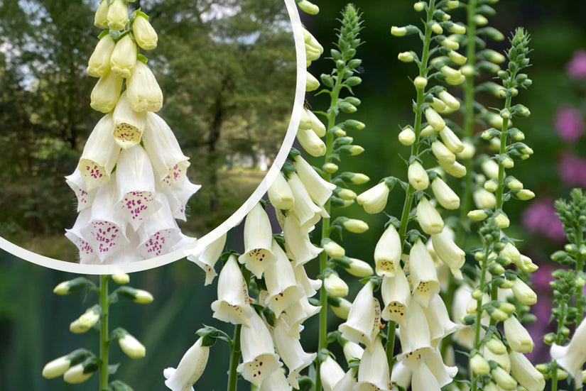 Fingerhut - Digitalis purpurea 'Alba'