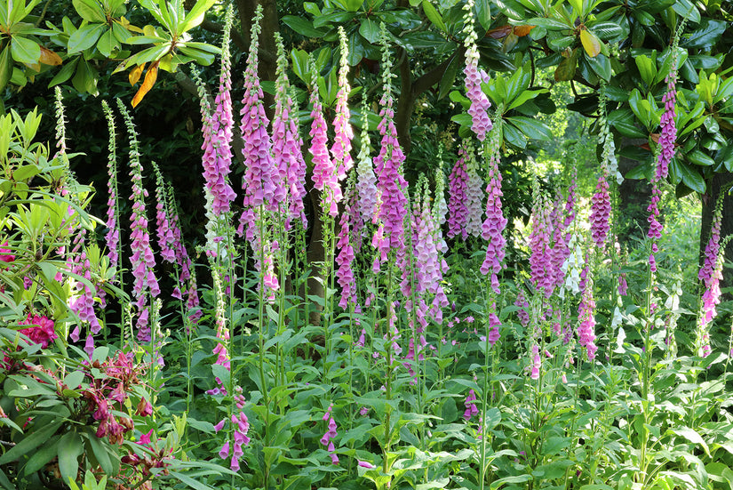 Fingerhut - Digitalis purpurea 'Foxy Hybrids'
