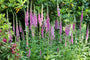 Fingerhut - Digitalis purpurea 'Foxy Hybrids'