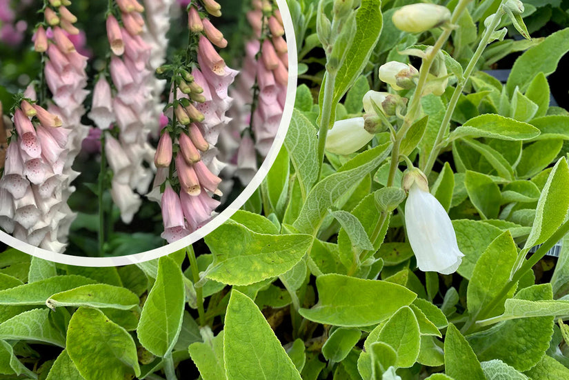 Gewöhnlicher Fingerhut - Digitalis purpurea 'Gloxiniiflora'