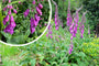 Gewöhnlicher Fingerhut - Digitalis purpurea