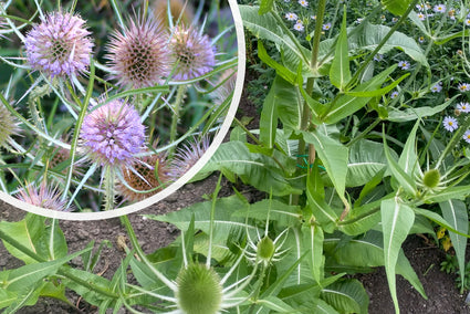 Große Karde - Dipsacus fullonum