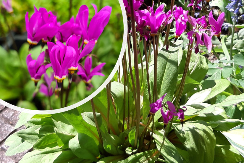 Zwölfgöttin - Dodecatheon mediadia