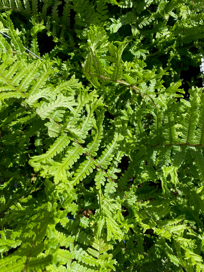 Schuppiger Wurmfarn - Dryopteris affinis 'Cristata'