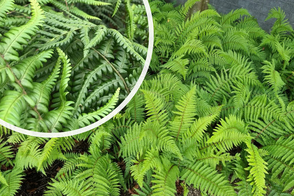 Gekämmter Frauenfarn - Dryopteris affinis 'The King' Immergrüner Farn