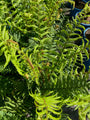 Schuppiger Wurmfarn - Dryopteris affinis