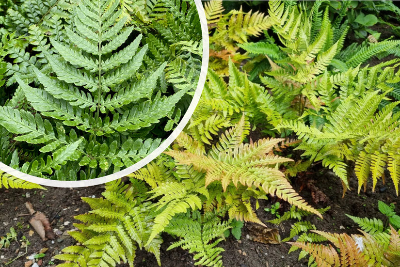 Herbstfarn - Dryopteris erythrosora