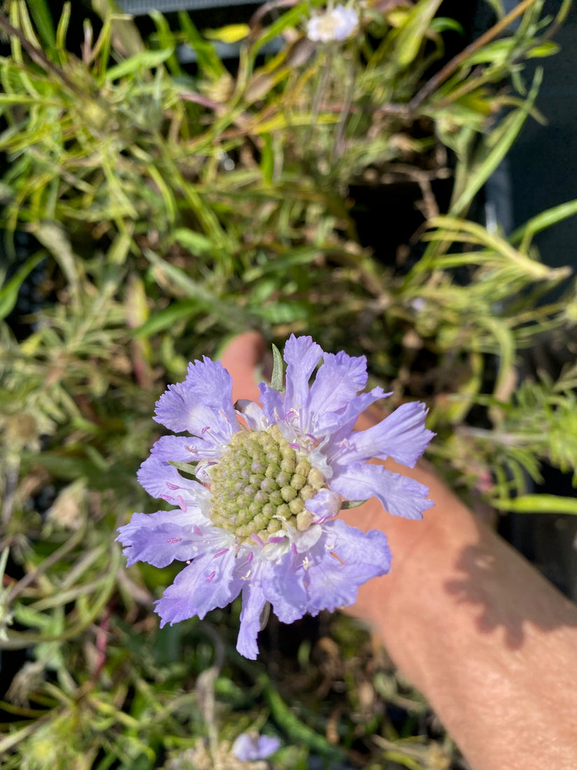 Taubenkraut - Scabiosa caucasica 'Perfecta'