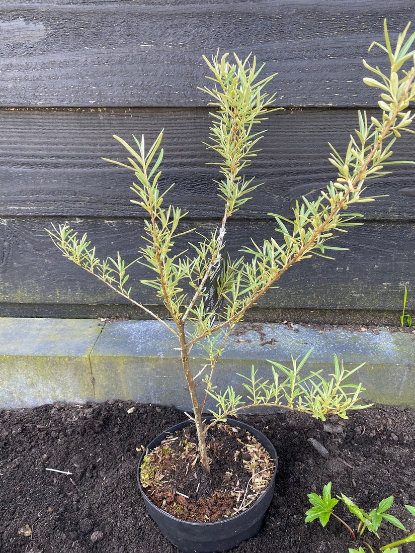 Sanddorn - Hippophae rhamnoides