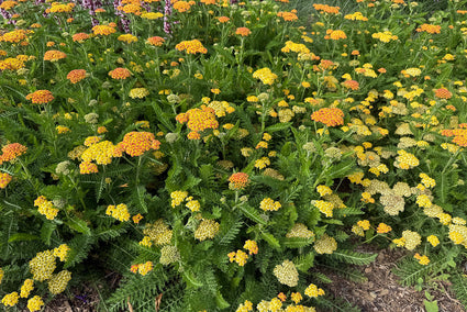 Schafgarbe (Niedrige Sorte, ca. 60 cm) - Achillea millefolium 'Walther Funcke'