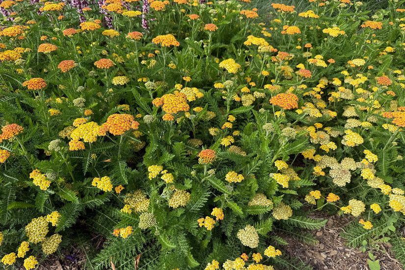 Schafgarbe - Achillea millefolium 'Walther Funcke'