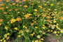 Schafgarbe - Achillea millefolium 'Walther Funcke'