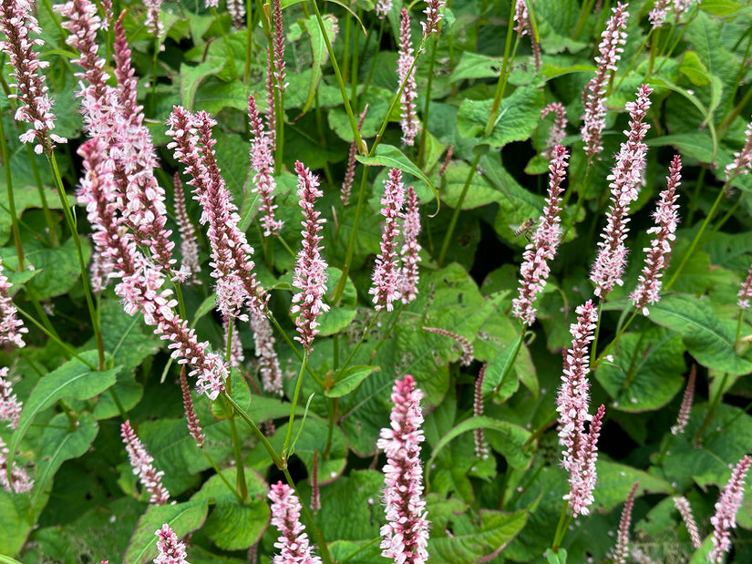 Staudenknöterich - Persicaria amplexicaulis 'Rosea'