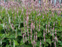 Staudenknöterich - Persicaria amplexicaulis 'Rosea'