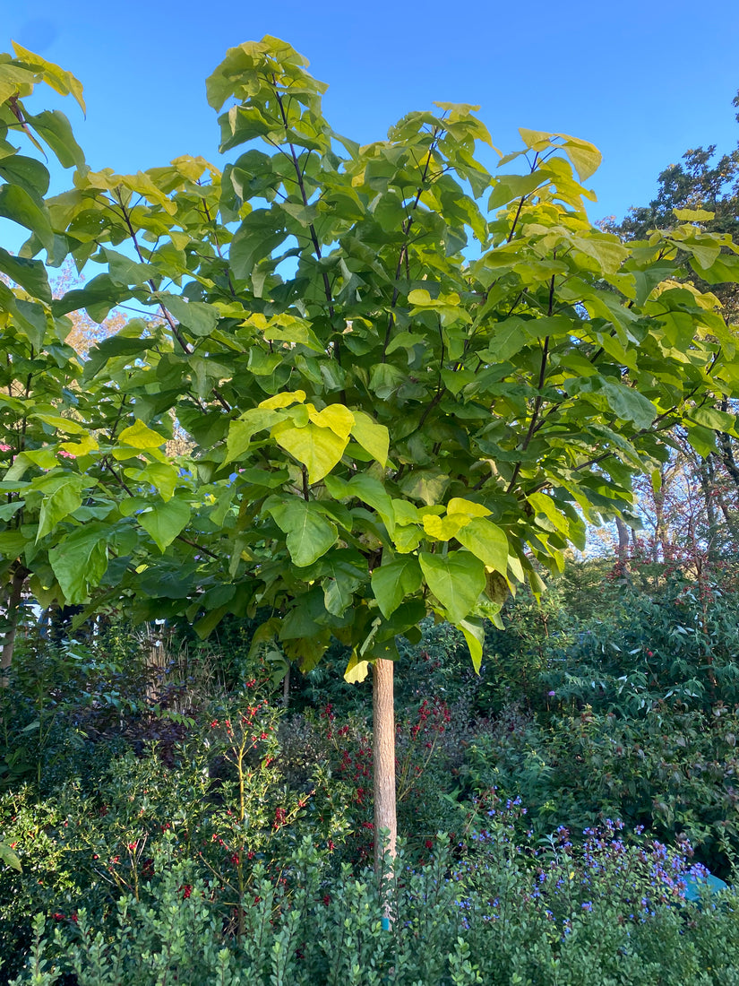 Trompetenbaum - Catalpa bignonioides 'Nana' kugelförmiger Baum am Stamm