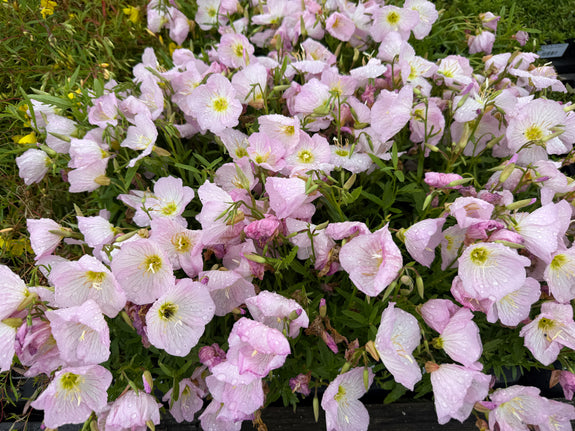 Nachtkerze (zartrosa) - Oenothera speciosa 'Siskiyou'