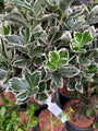 Kardinalshut am Stiel - Euonymus japonicus 'Kathy'