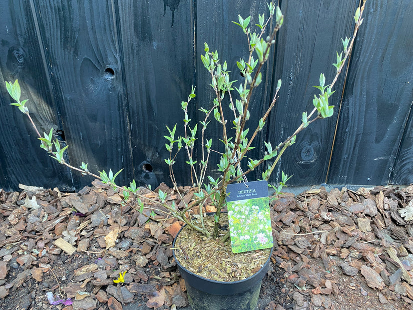 Brautblume - Deutzie 'Mont Rose'