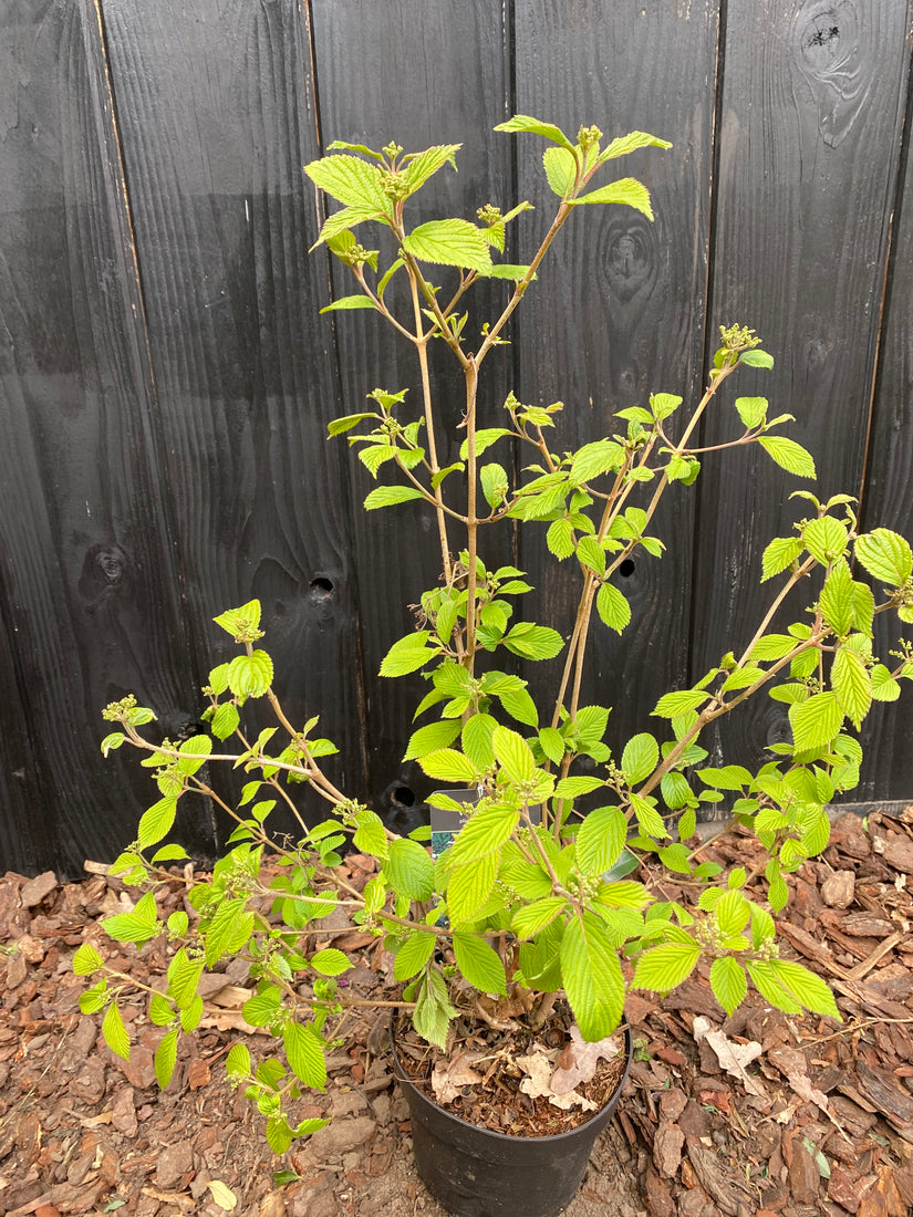 Japanischer Schneeball - Viburnum plicatum 'Watanabe'
