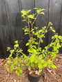 Japanischer Schneeball - Viburnum plicatum 'Watanabe'