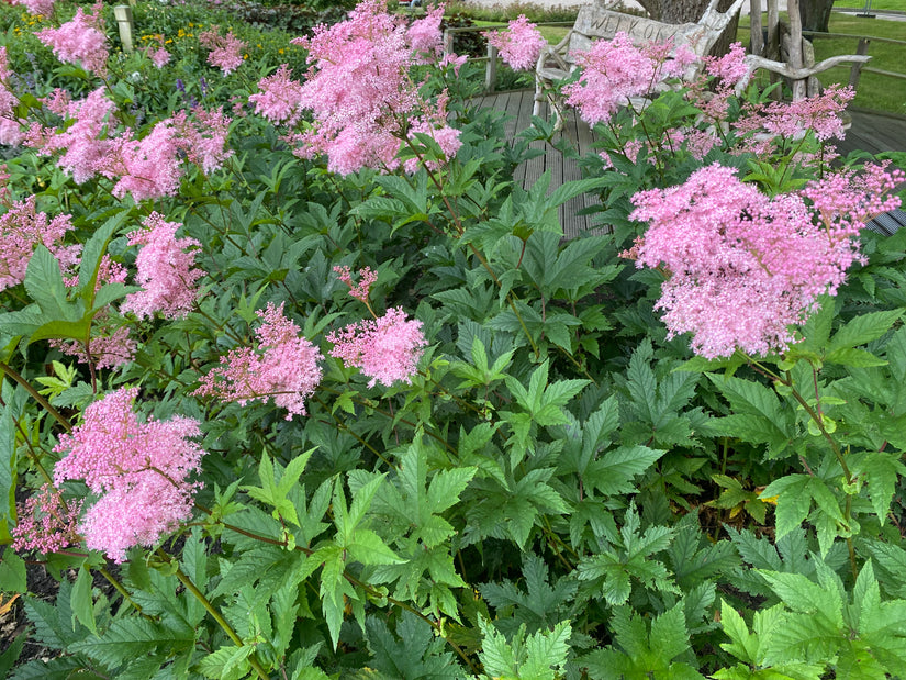 Mädesüß - Filipendula rubra 'Venusta'