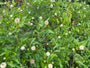 Kugelblume - Cephalanthus occidentalis