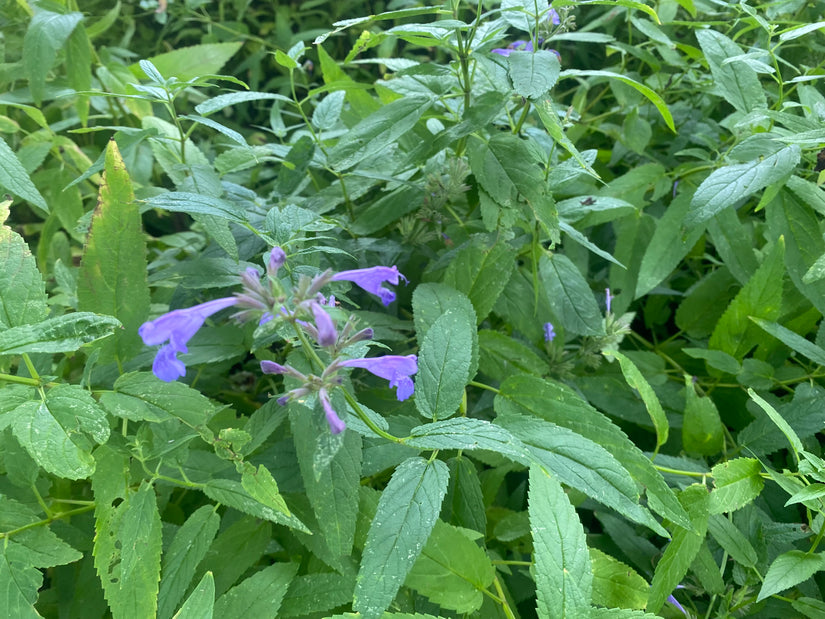 Rohrkolben - Lythrum virgatum 'Dropmore Purple'