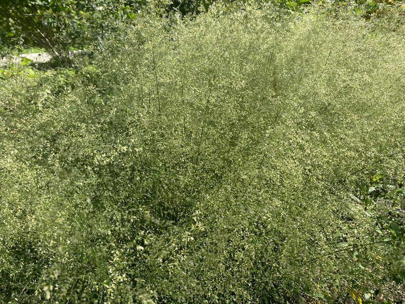 Bio-Rohgeruch – Deschampsia cesp. 'Goldschleier'