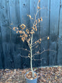 Grüne Buchenhecke - Fagus sylvatica (Immergrüne Buche)