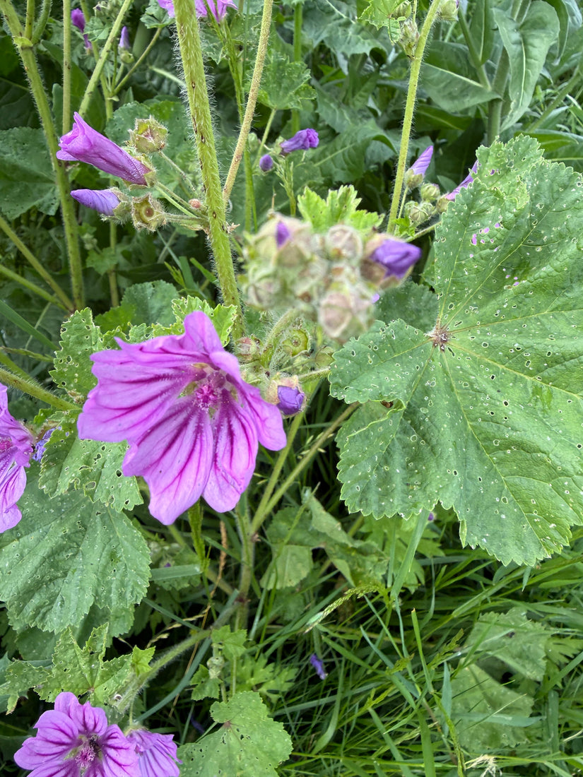 Große Malve - Malva sylvestris