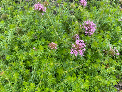 Persische Kreuzpflanze - Phuopsis stylosa