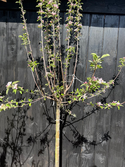 Hochstamm-Apfelbaum - Malus domestica 'Elstar'