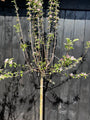 Halbstamm-Apfelbaum extra groß - 12-14 cm dick - Malus domestica 'Elstar' Höhe ca. 230-240 cm