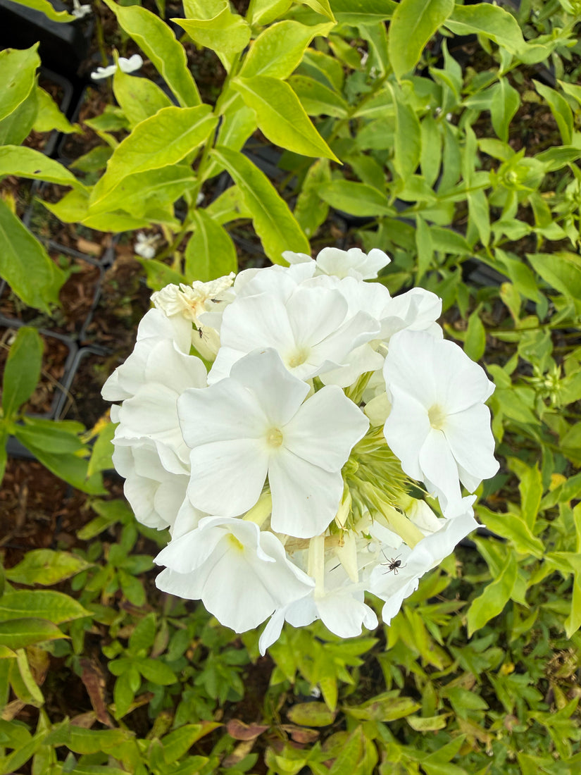 Phlox (Höhe 100 cm, Weiß) - Phlox 'White Admiral' TIP