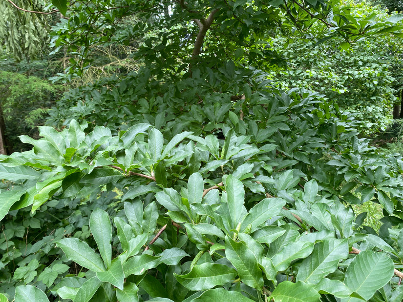 Biberbaum - Magnolia kobus