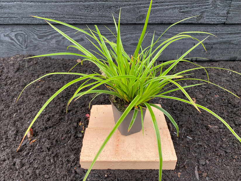 Bio-Segge - Carex morrowii 'Variegata'