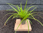 Bio-Segge - Carex morrowii 'Variegata'