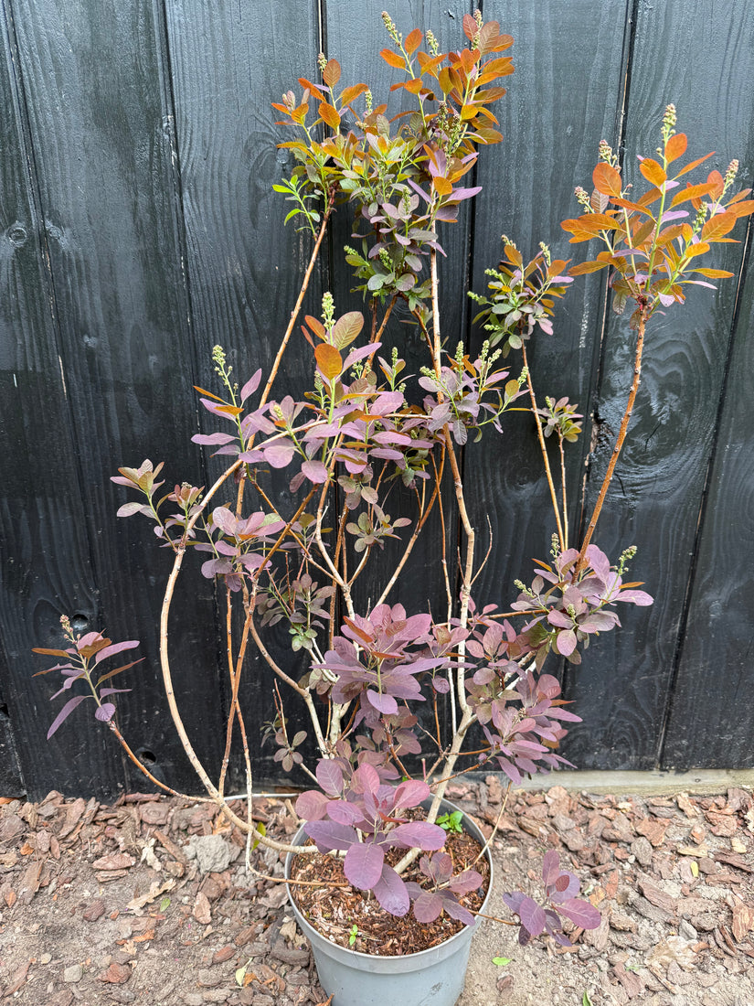 Roter Perückenbaum - Cotinus coggygria 'Royal Purple'