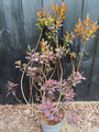 Roter Perückenbaum - Cotinus coggygria 'Royal Purple'